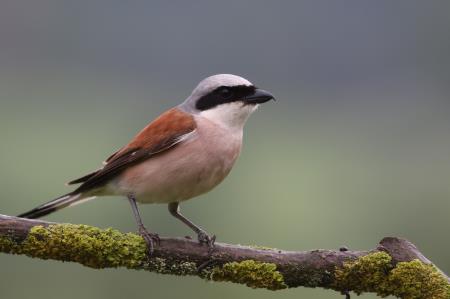 5 Značilne predstavnice travniških vrst ptic na Radenskem polju - rjavi srakoper, foto: Gaber Mihelič